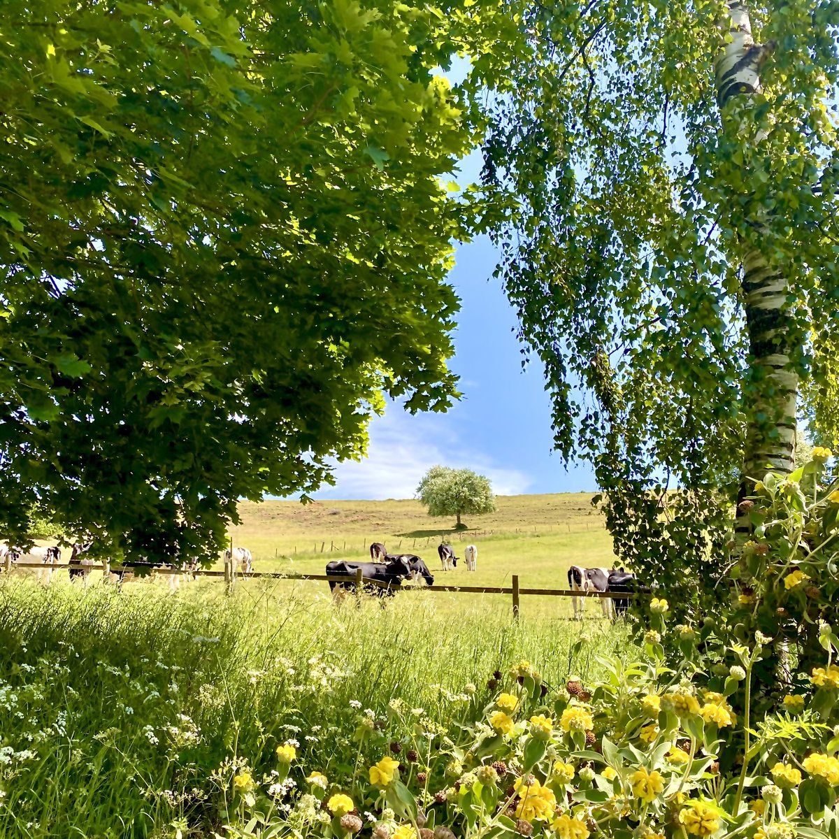 batcombevalecampsite tweet media