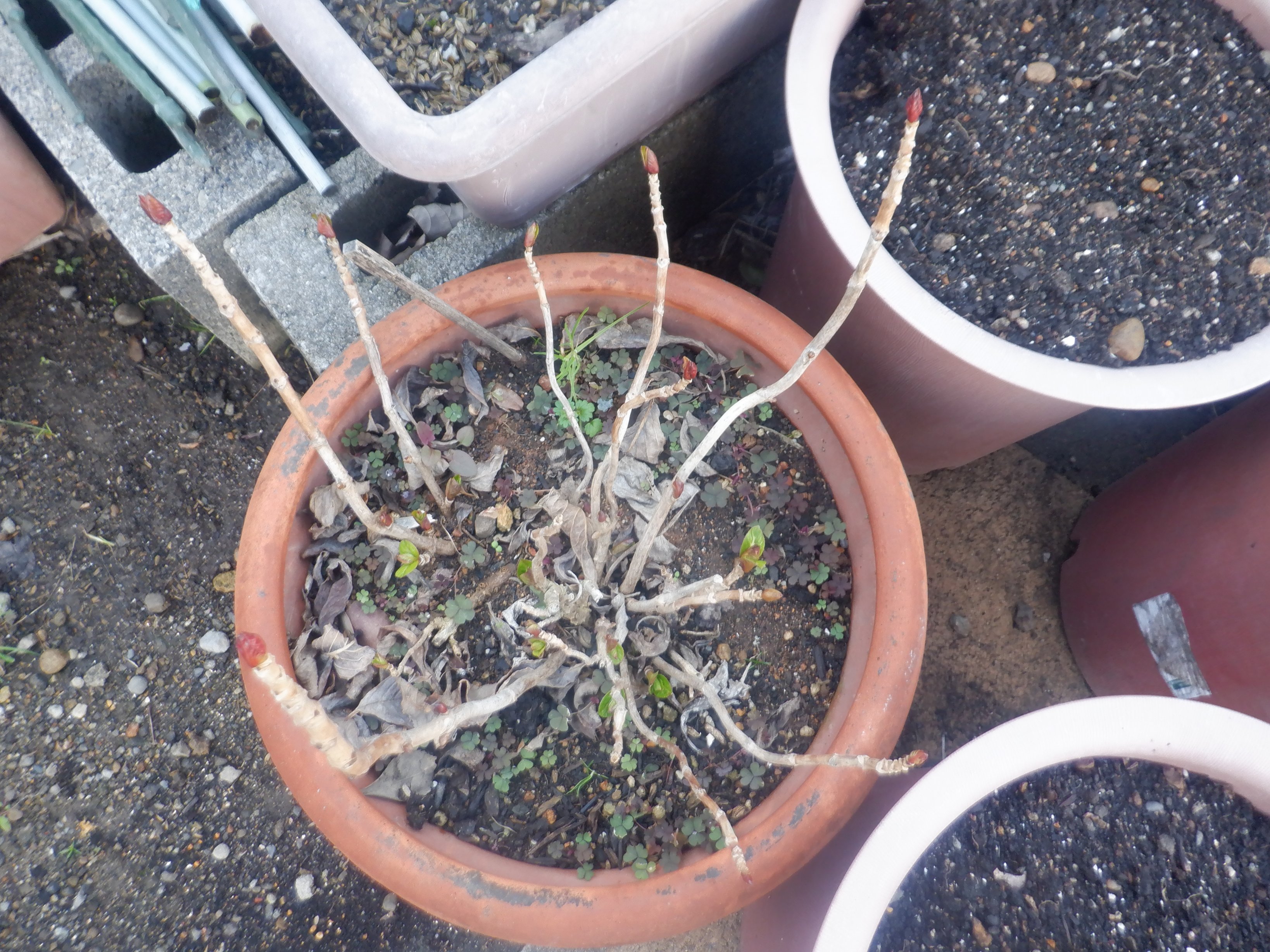 うさ 2 14 実家の母が母の日に貰ったであろう紫陽花が瀕死で持ち帰ったものは病気が完全に回復した訳でもないが 枯れる訳でもなくまだ生き残っていて 今年も芽吹いてきました 花が咲くところを今年は見れるでしょうか T Co Jagpjmnvca