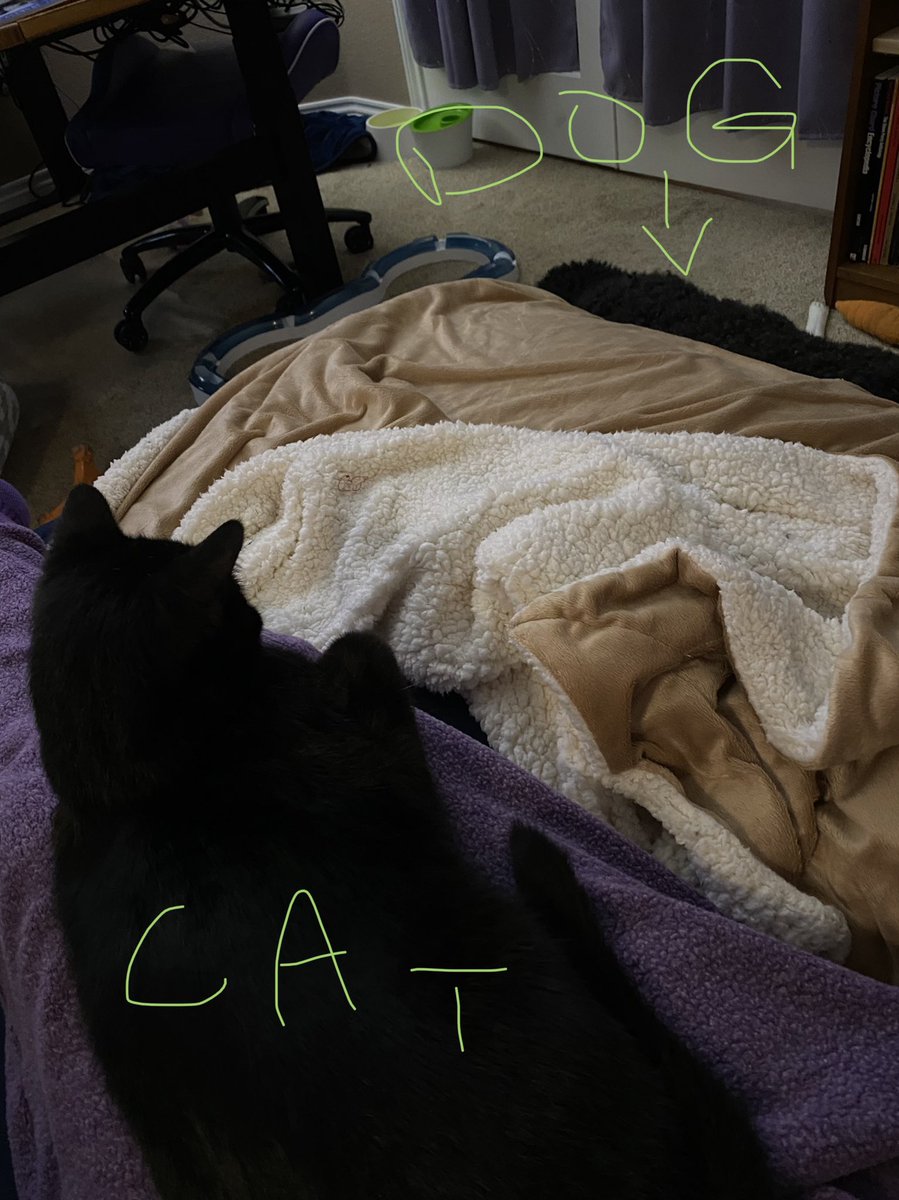 likesevenspoon's tweet photo. We are introducing Percy to the other pets carefully. We started with Tera, who will lay quietly on the floor while Percy observes.
Whenever she moves Percy puts his ears back, but he doesn't run away or growl so. Progress.
#DukeAmpersandKitten #inTerabang #barbet https://t.co/bPOuW4Jcrs