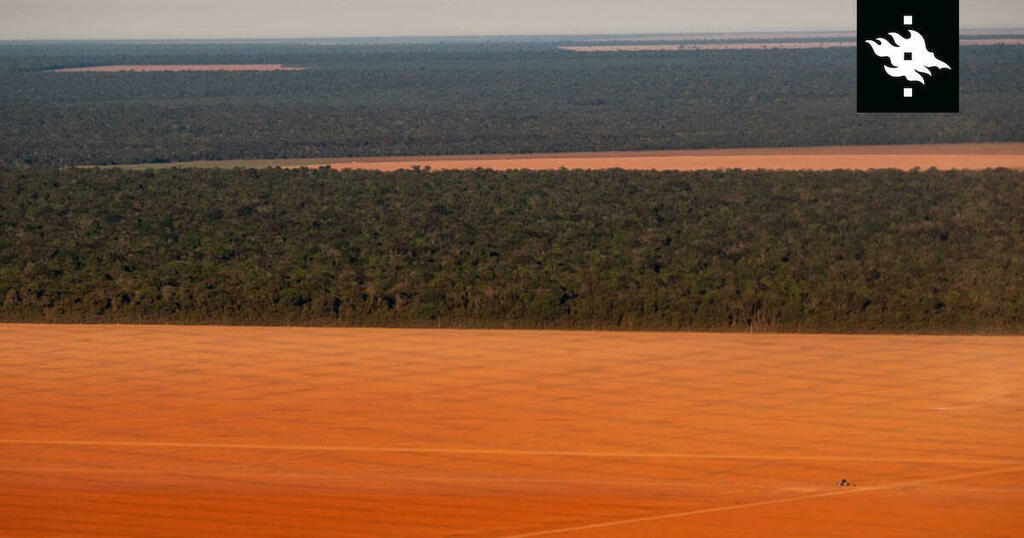 https://t.co/aYQ2x4sdBc Large-scale commodity farming accelerating climate change in the Amazon rainforest. Deforestation caused by big commodity farms can cause a local temperature increase up to 3x higher than what is observed in deforestation caused by small rural settlement… https://t.co/mIFfIHUOTQ
