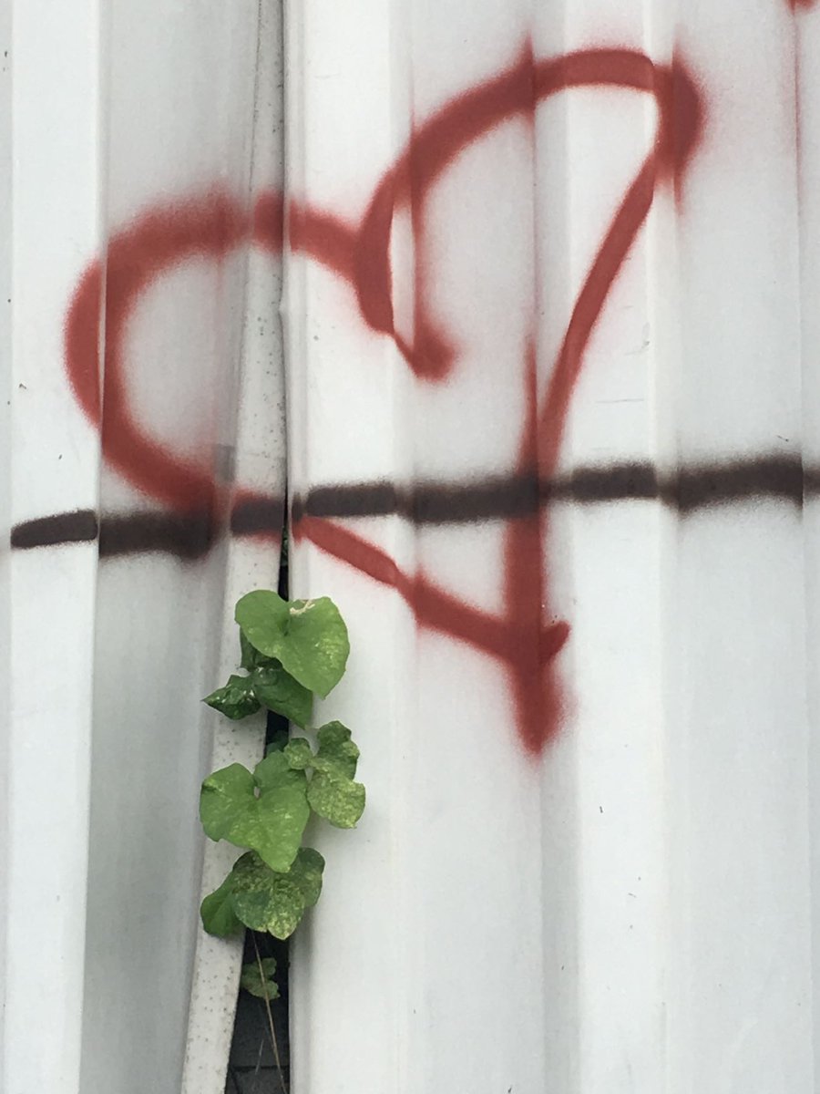 HowlingCider's tweet image. We&apos;re growing love at Howling Moon by profiling local artists in our community.  This photo was taken by Oliver&apos;s Caroline Whyte @madamewhyte
We&apos;ll be sharing works from Caroline in our Feb Cider Club release.  GrowLove and support Okanagan artisans 
howlingmoon.ca/collections/ci…