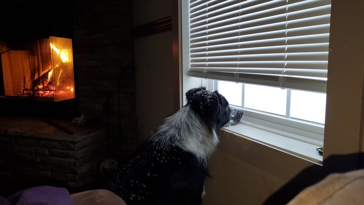 Steph_M_87's tweet photo. She just came in but I think she's ready to go right back out! #snowdog #furbaby #firstsnowever https://t.co/WBJ9lj6yZg