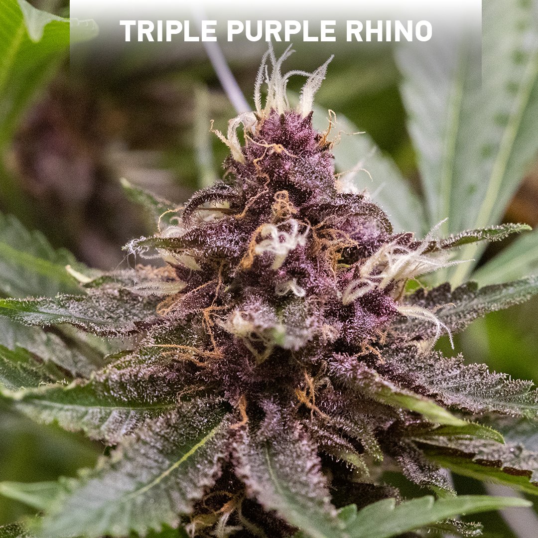 smokeypoint_wa's tweet photo. Indulge in purple delight with Triple Purple Rhino! Inhale the dank flavor of sour grapes as Triple Purple Rhino wraps you in its heavy indica effects.
#triplepurplerhino #purplestrains #purplebud #purplebuds https://t.co/CnRzrdsCQ3