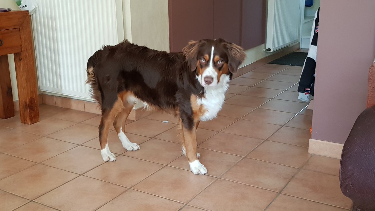 Artisan Boulaveur Esorette Chien Nul D Anniversaire Bon Anniversaire