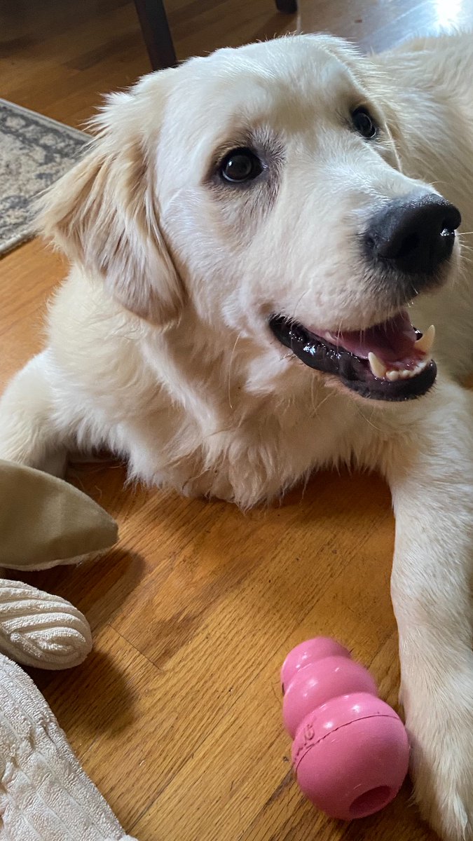 BTWP5's tweet photo. I'm here! Along with my sister @EllietheWP and my humans @jshuey and @MrsVShuey ... I may not post much, but watch this space.

My other hooman @rachelshueyy took my profile pic. https://t.co/z9aii0GZbY