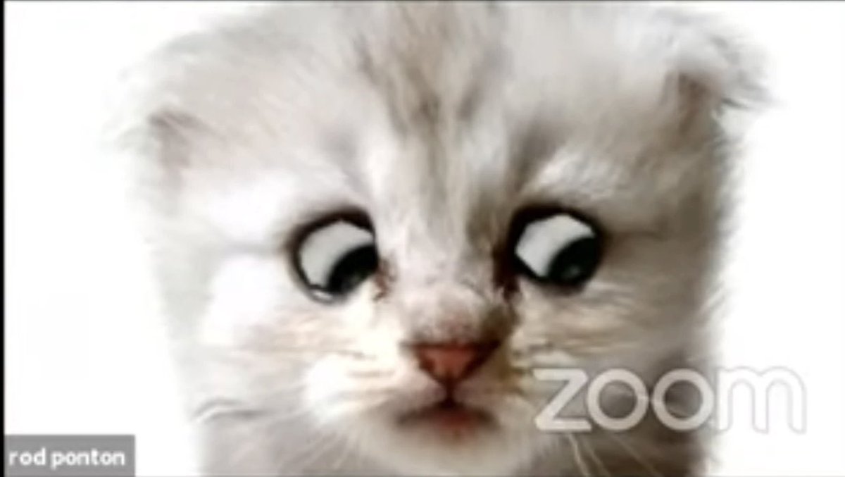 It’s been a horrible week. Thank you to the God of the Universe who sent me the Cat Lawyer Video to keep me alive these last seven days.“I’m prepared to go forward it it. I am here live. I am not a cat.”