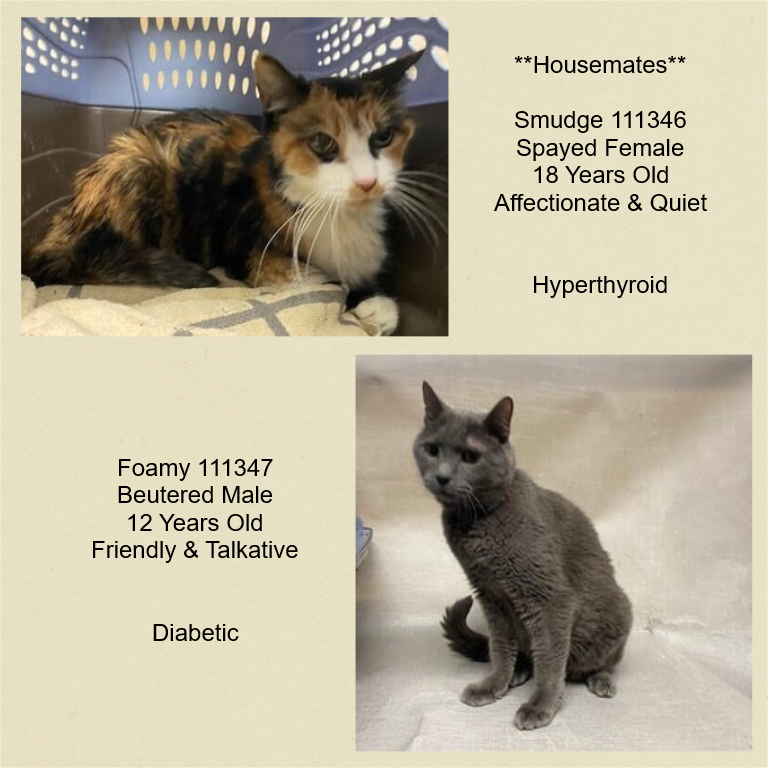 PeterAskin1's tweet photo. Two delightful kitty pals must not spend their golden years at NYC ACC in #NewYork but in a lovely retirement home! Calico "Smudge" is a great beauty &amp; Russian blue(ish) "Foamy" is a distinguished &amp; handsome fellow! Adopt (together)! Pledge! URGENT! 
https://t.co/GXbxuRX5YX https://t.co/TGydV9IUOz