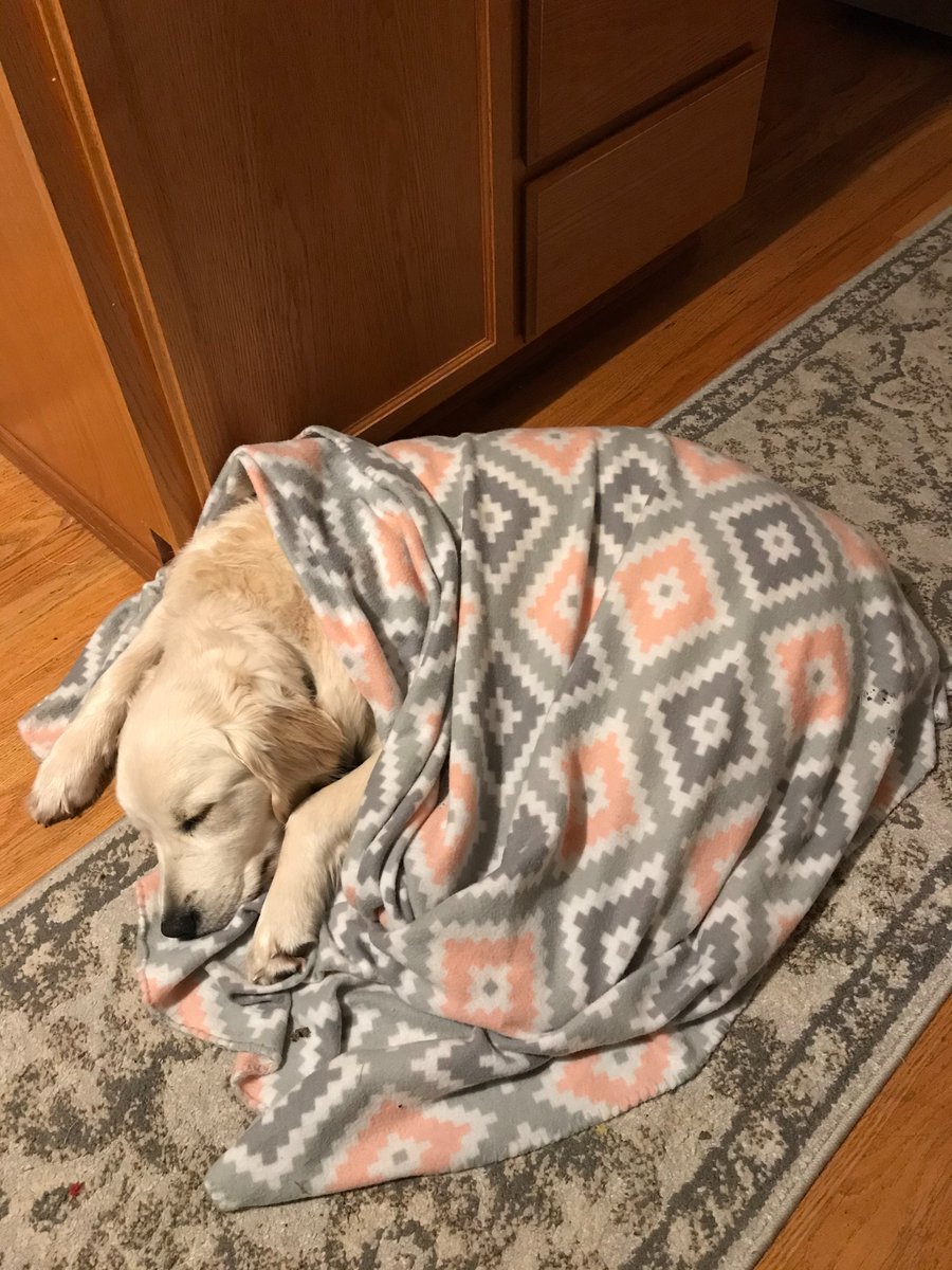 BTWP5's tweet photo. I LUV my blankey. 

It came with me when I moved to my forever home with @EllietheWP @jshuey and @MrsVShuey 

cc: @rachelshueyy @shuebot @SKarolich https://t.co/z0ptbP0Gz6