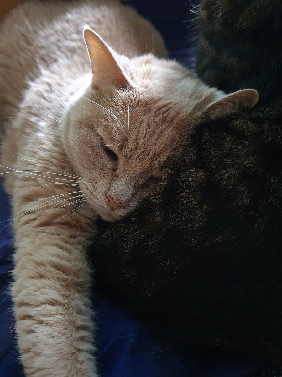 Gizmo_and_Simba's tweet photo. After a short illness, our beautiful Gizmo has died. He brought so much joy to us with his gentle temperament. He will leave a huge hole our lives. #CatsOfTwitter https://t.co/iSvL260YCL