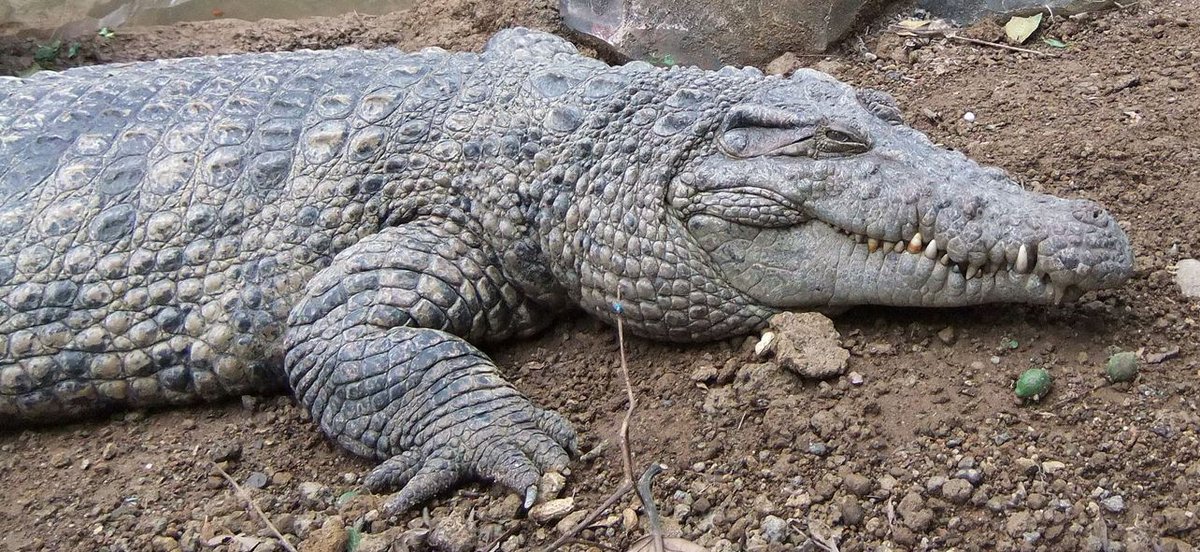 Neill wasn’t sure what species they were, but they piqued his interest, and he suggested that they might either be New Guinea crocodiles or – more remotely – “an undescribed relative” of that species (NG croc pic by Midori, CC BY 3.0)…