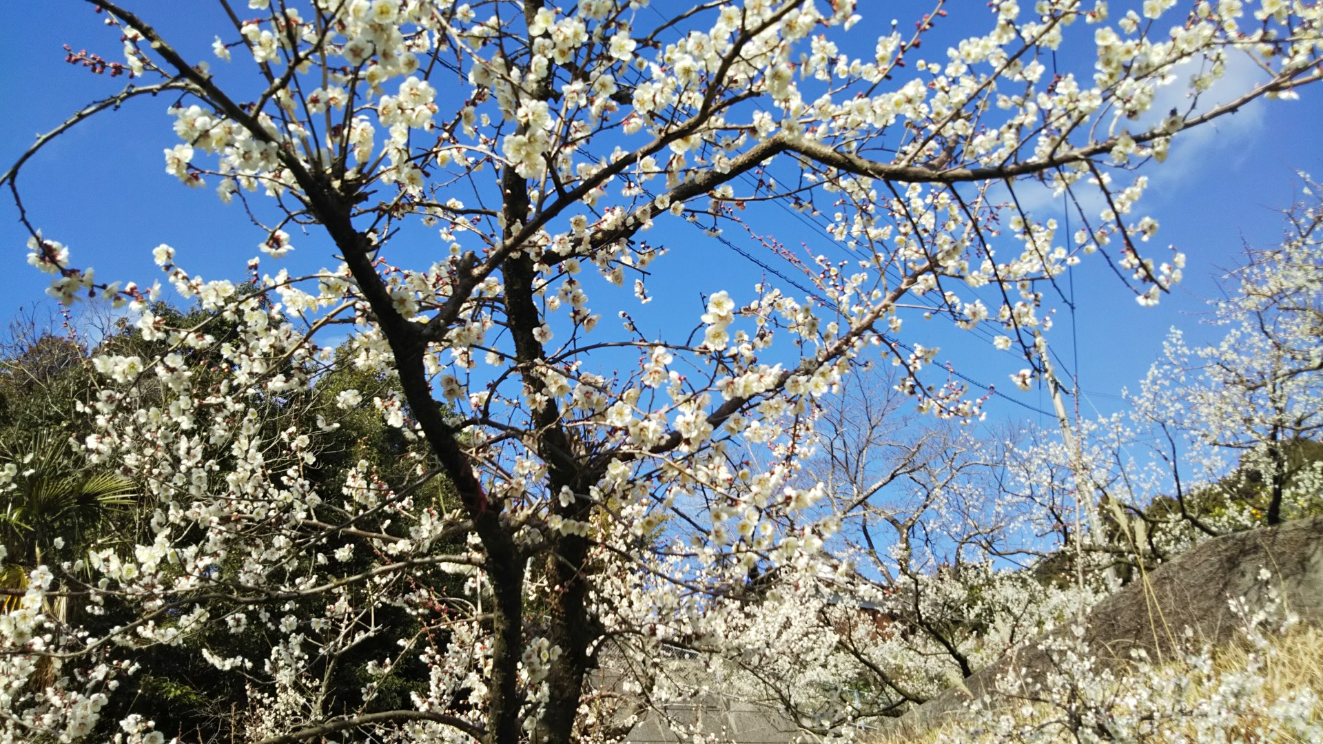 和歌山県 梅の花も咲いてきました 立春を過ぎて梅の花も満開に近づいてきました 南高梅の受粉にはミツバチたちの働きが欠かせません 2枚目の写真はミツバチの巣箱です ガンバレハッチ 梅の花 南高梅 T Co Vblrtc2jge Twitter