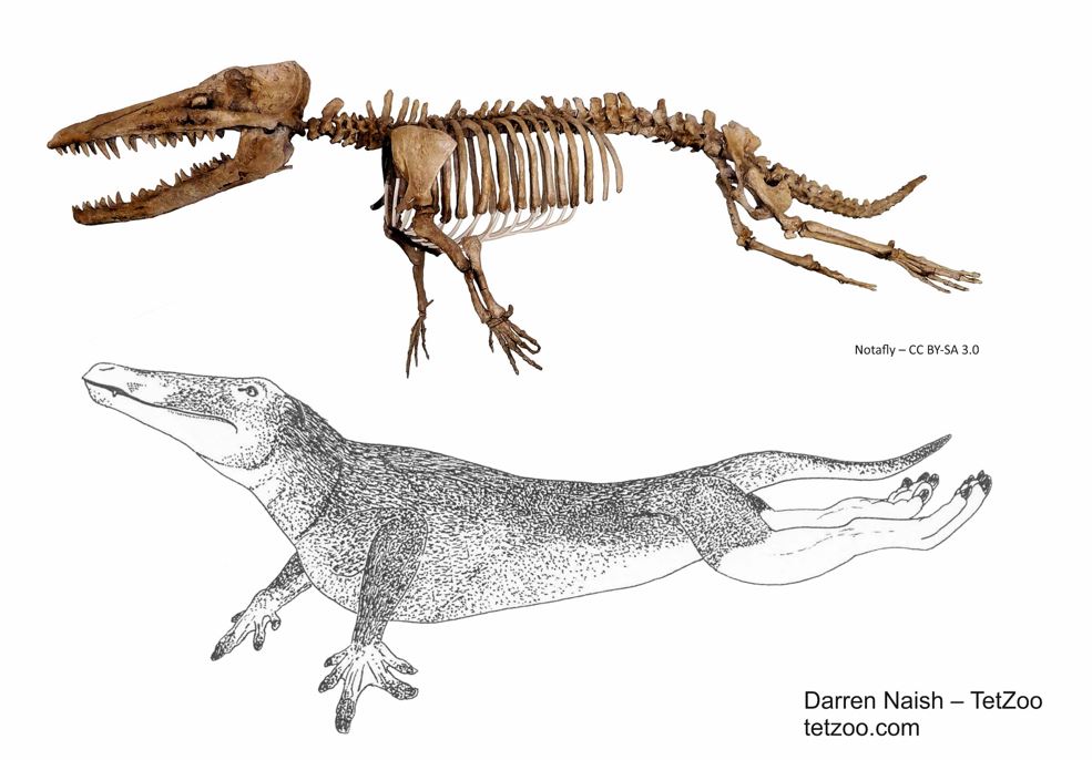 Perhaps, Karl proposed (here he was in agreement with Roy Mackal), the Migo was an archaic stem-whale similar to the four-limbed, terrestrially-capable forms of the Eocene, like Ambulocetus from Pakistan (shown here)?