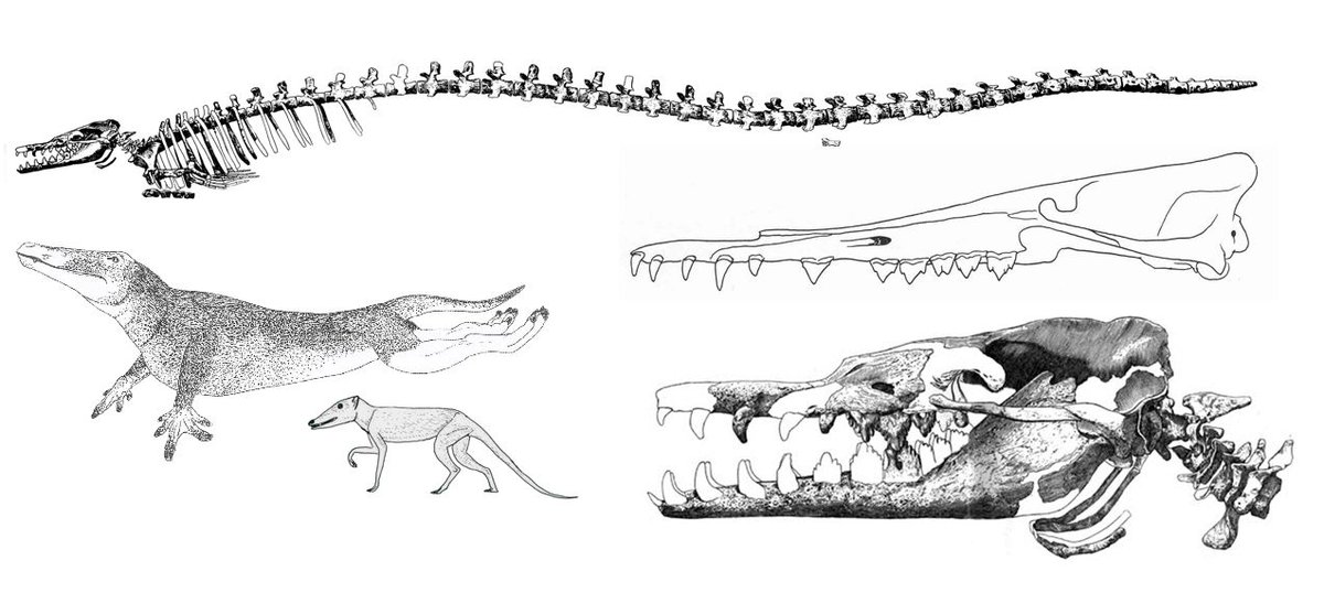 Yet  #archaeocetes display such a fantastic variety of anatomical configurations (see the montage), and are so familiar as fossil mammals go, that they’ve often been cast as 'ancestors' of aquatic cryptids, something which may not be well known to palaeontologists who study them…
