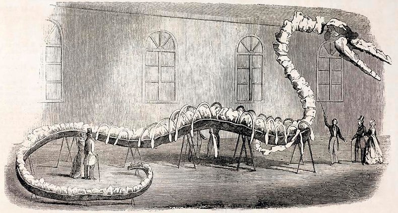 …. a view promoted both by misinterpretations of its anatomy and by famed charlatan Alfred Koch’s fraudulent efforts to combine  #Basilosaurus skeletons in order to make the creature’s remains more impressive and more outlandish to paying spectators…