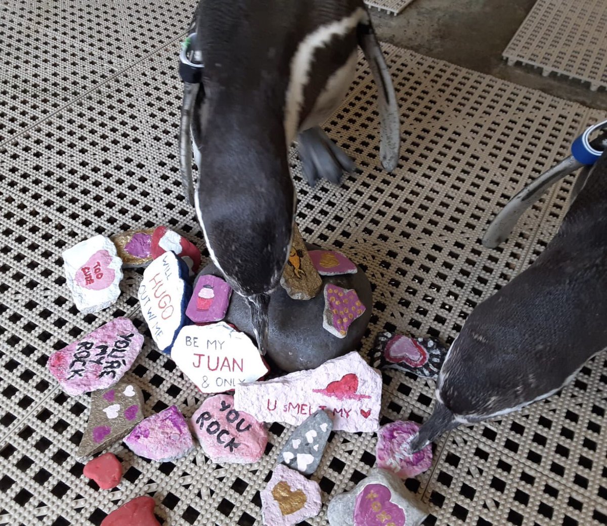 SyracuseZoo's tweet image. So what did you get for Valentine’s Day? Our Humboldt penguins got rocks. We use non-toxic paint to decorate their favorite nesting item. Male penguins Luis (green &amp;amp; black band) &amp;amp; Elmer (blue band) couldn’t wait to choose some to add to their nests! 
#syracusezoo #ValentinesDay