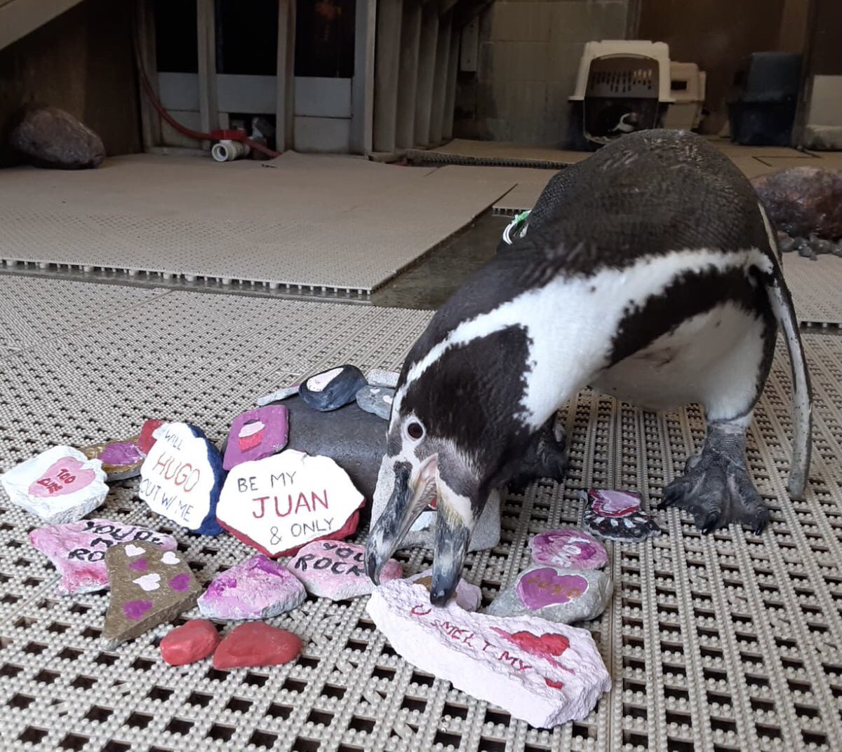 SyracuseZoo's tweet image. So what did you get for Valentine’s Day? Our Humboldt penguins got rocks. We use non-toxic paint to decorate their favorite nesting item. Male penguins Luis (green &amp;amp; black band) &amp;amp; Elmer (blue band) couldn’t wait to choose some to add to their nests! 
#syracusezoo #ValentinesDay