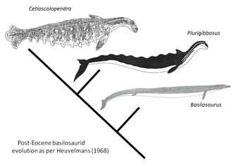 Heuvelmans was a proponent of the idea that cryptids might be the modified descendants of animals known only as fossils, and (with help from his friend and colleague Ivan Sanderson) the sea monsters of In the Wake were imagined to be substantially modified  #archaeocetes…