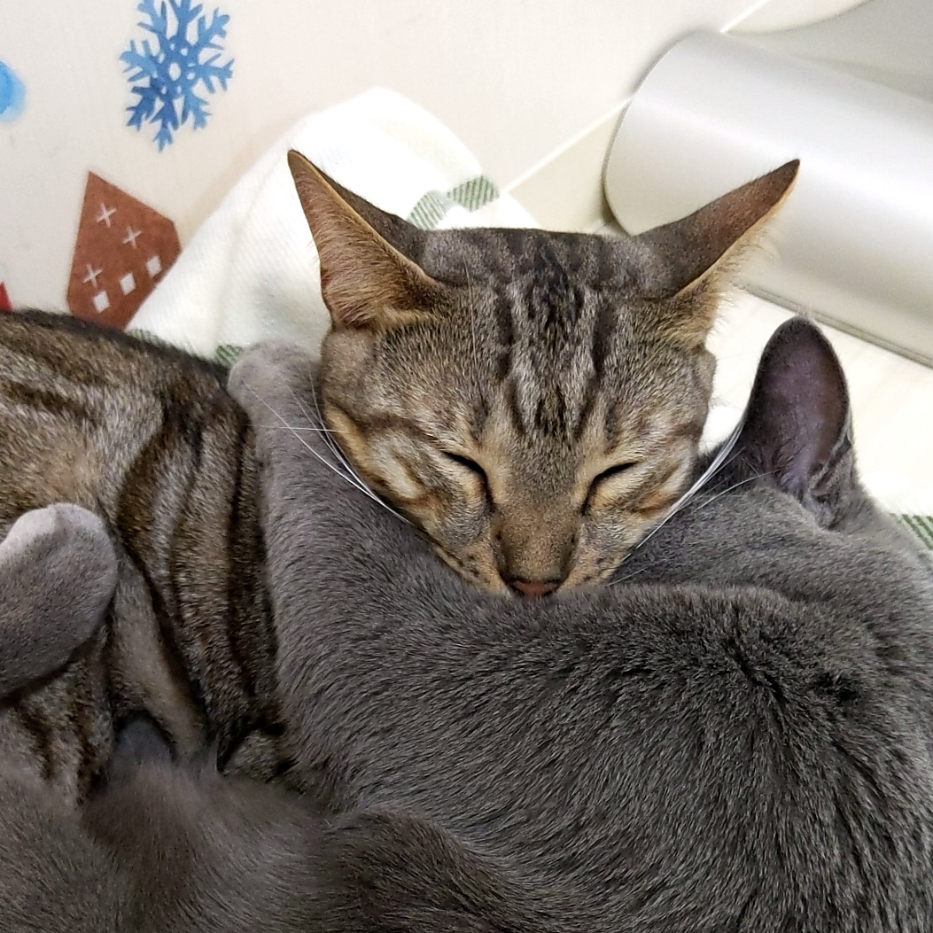 猫カフェ リプミィ Catcafelipmy Twitter