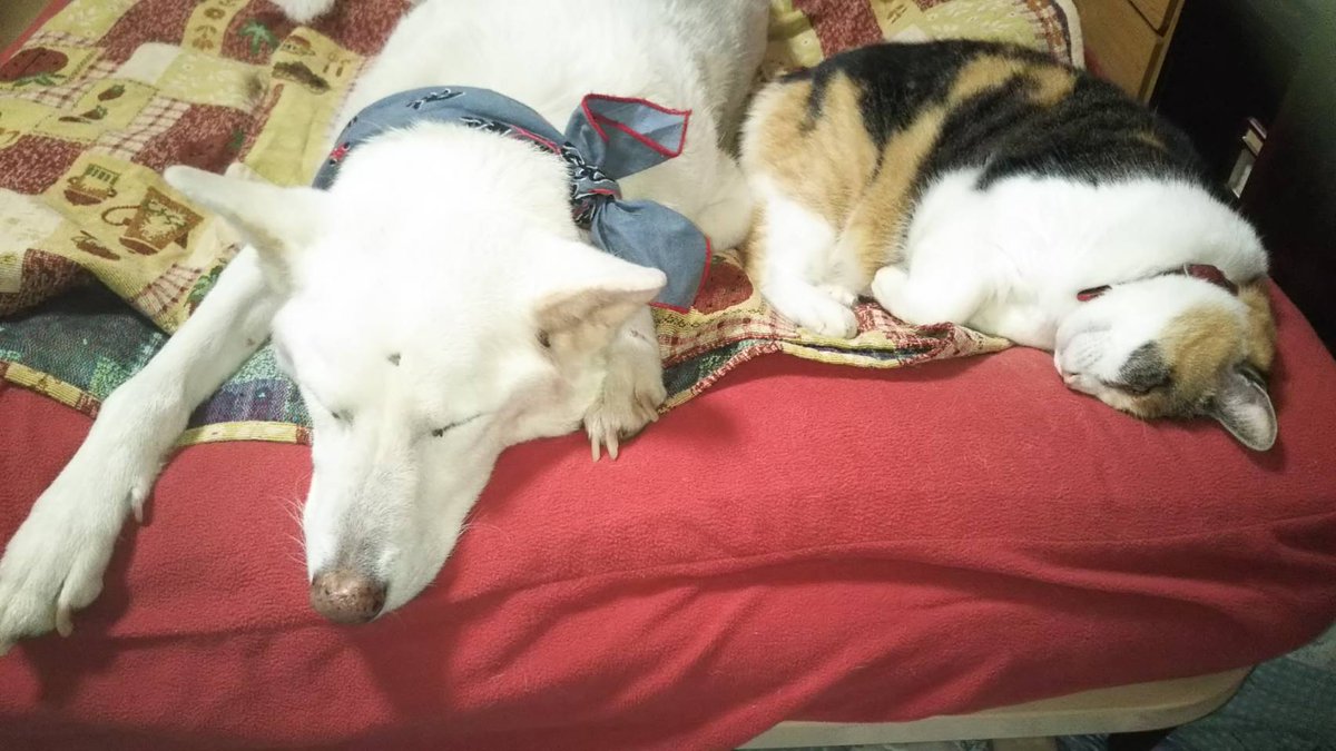 かおゆか グ グルフォトから 2年前の今日の写真が届いた ちぃに会いたい 犬好きな人と繋がりたい 虹の橋 ペットロス いぬのいる暮らし