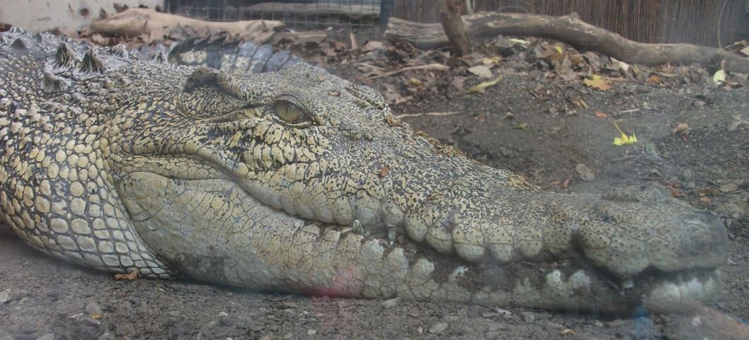 … the anatomy is also right for this species: those two spines in the ‘neck gap’ are in the right approximate position for the two cervical osteoderms present in this species (osteoderm distribution is diagnostic among crocodile species and differs from one to the next)…