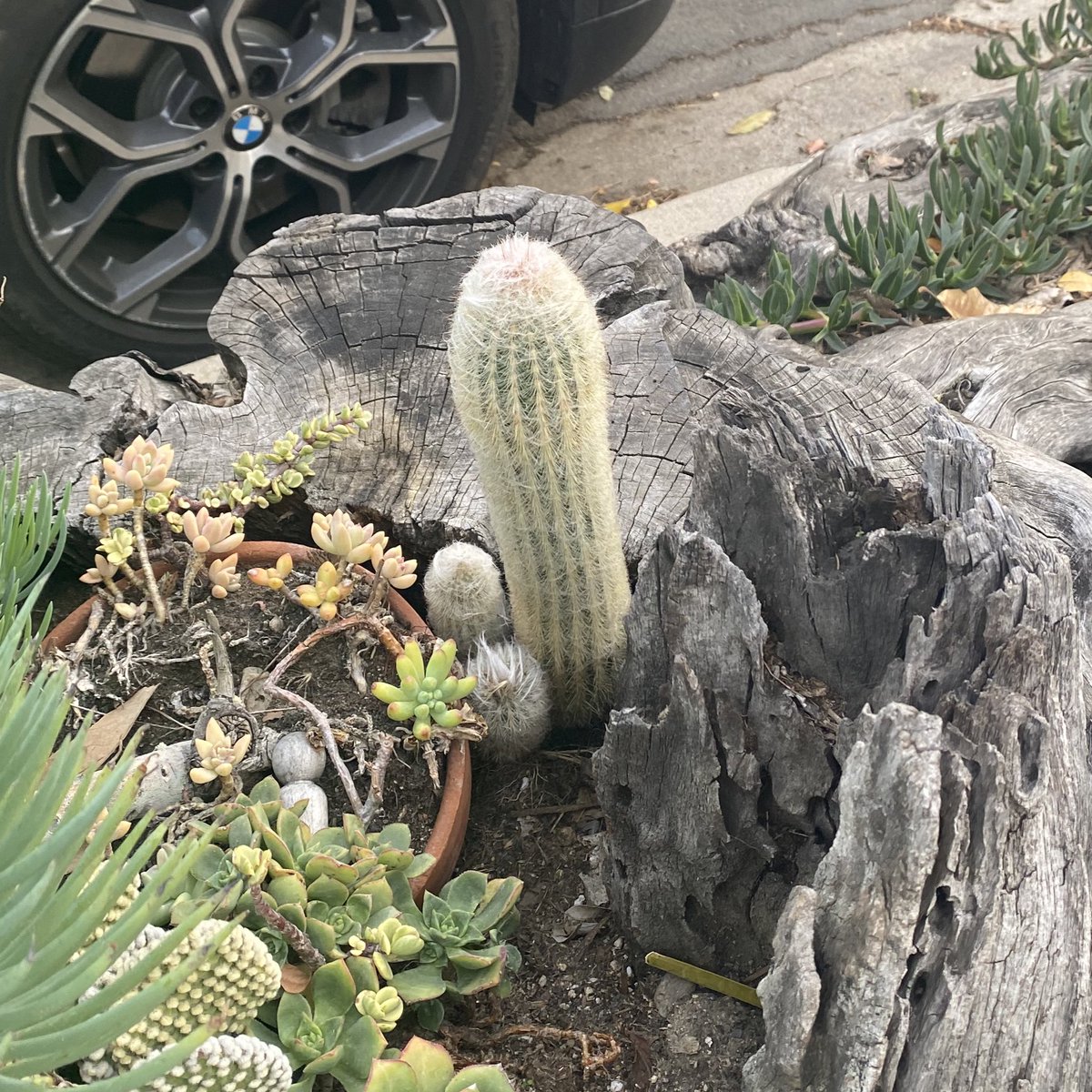 Sydney Battle On Twitter Ok Truly The Most Perfect Penis Cactus I Ve Ever Seen