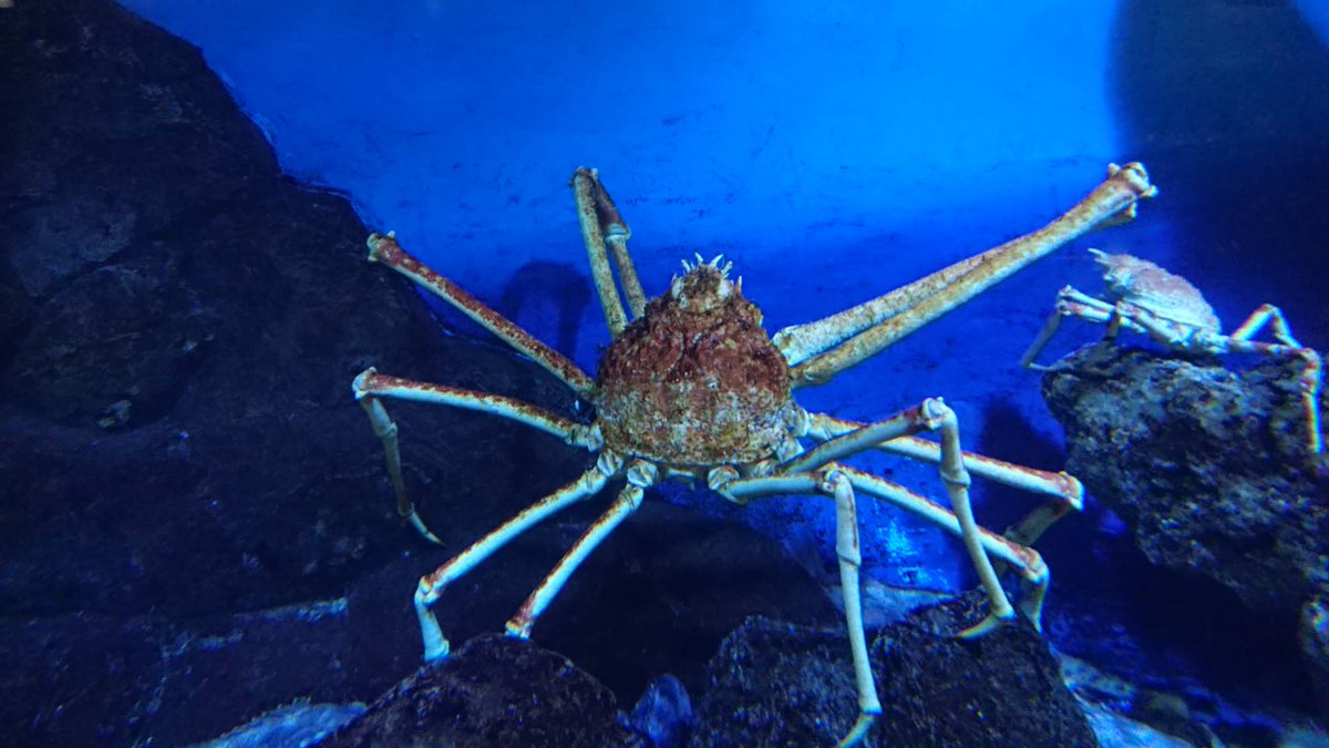 夏の素敵かもしれない画像 鴨川シーワールド タカアシガニ 今年も県外旅行は出来なさそうですね 季節を感じる素敵な画像 夏の素敵かもしれない画像 鴨川シーワールド タカアシガニ 今年も県外旅行は出来なさそうですね 季節を感じる素敵な画像