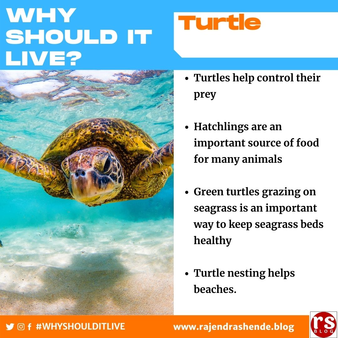 rajendrashende's tweet photo. #Turtle #WhyShouldItLive #biodiversity #NatureVsHumans #RajendraShende
More on https://t.co/XrF3DNPqlI https://t.co/6llBhvvxTJ