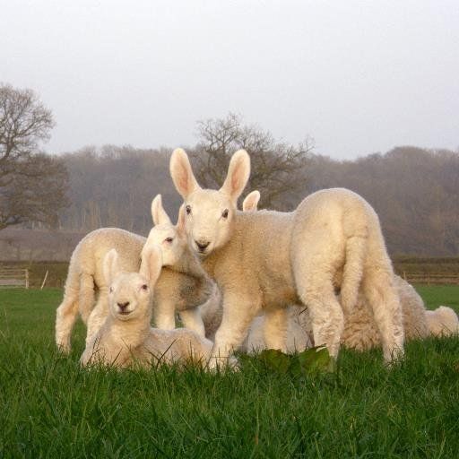 Border Leicester, no this isn't photoshopped they actually have "rabbit ears"