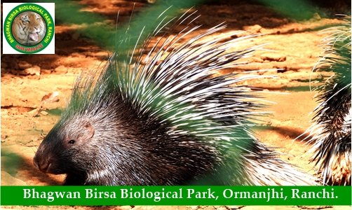 BirsaZoo (@BirsaZoo) / Twitter BirsaZoo (@BirsaZoo) / Twitter