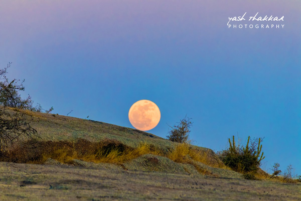 yashthakkar31's tweet photo. It's all about perception.
Image ยฉ Yash Thakkar Photography LLP
#rajasthan #jawai #jawaibandh #bera #leopard #leopardhills #dusk #landscape #landscapephotography #incredibleindia #nature #colours #india #photography #travelphotography #travel #travelphotographer #photographer https://t.co/FuSYA7WupI