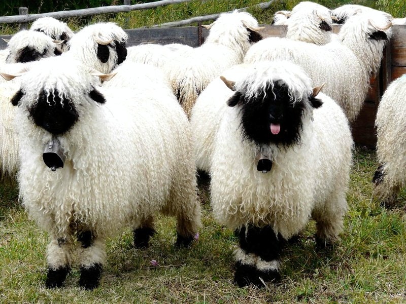 Valais Blacknose, fluffy little black voids. Adults are the same as the lambs just bigger