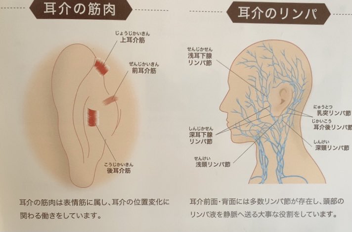 きすとき アナタノアタマを救うプロ きすときヘッドスパ情報 表情筋は耳の筋肉にも繋がっている 口元の皺やたるみ ほうれい線などはよく咀嚼する 口角を上げる 舌で口腔内をグルグル回すなど色々な方法がありますが 耳の きすとき アナタノアタマを救うプロ きすときヘッドスパ情報 表情筋は耳の筋肉にも繋がっている 口元の皺やたるみ ほうれい線などはよく咀嚼する 口角を上げる 舌で口腔内をグルグル回すなど色々な方法がありますが 耳の