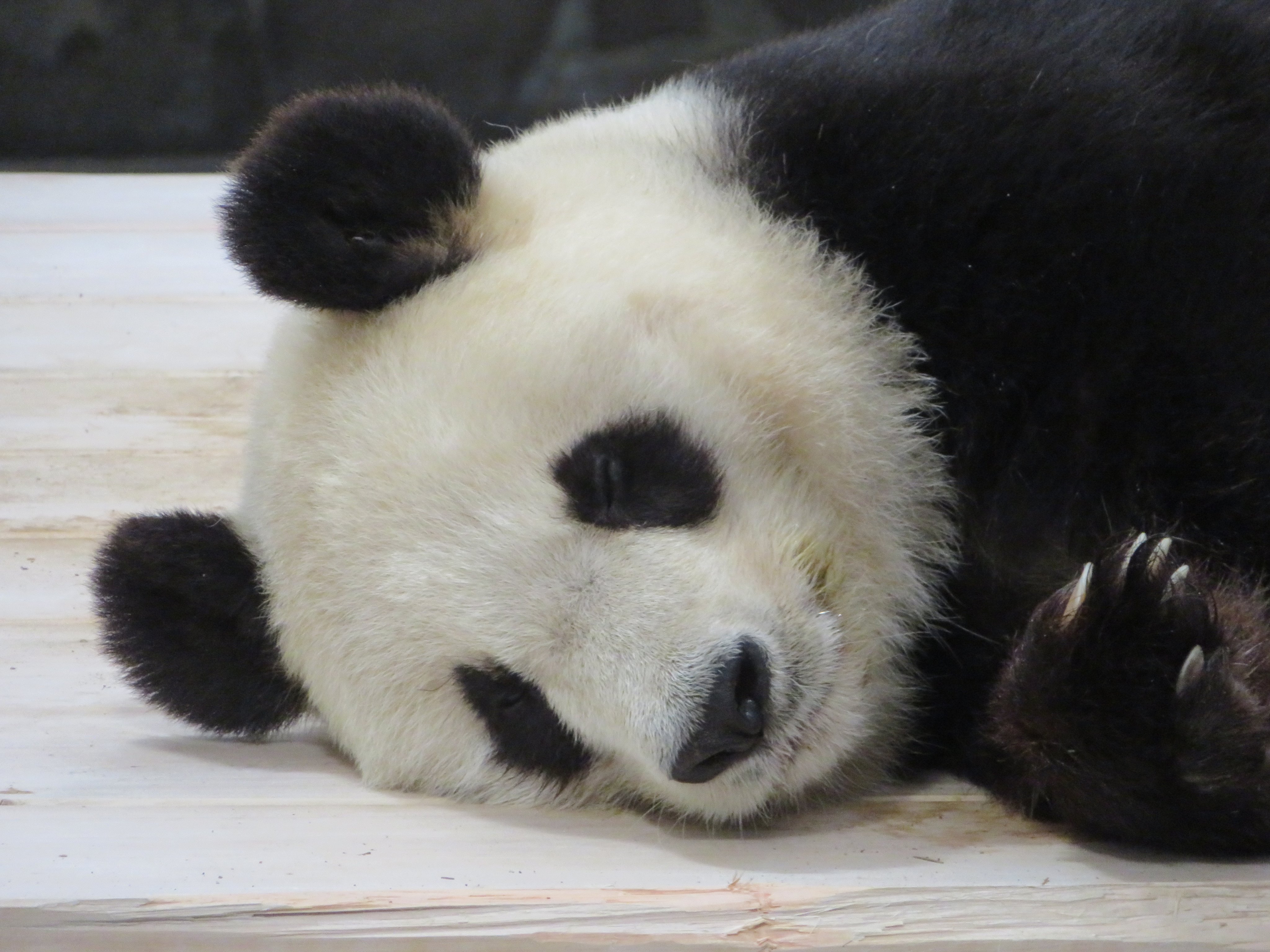 王子動物園 パンダプラザ | 通販でも販売開始♪ ご好評いただい