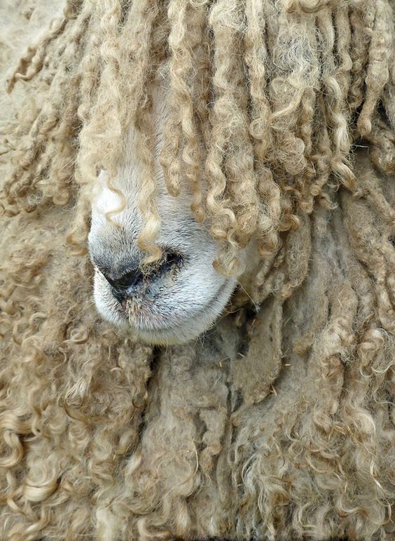 Lincoln Longwool, naturally coiled wool and probably listens to reggae music