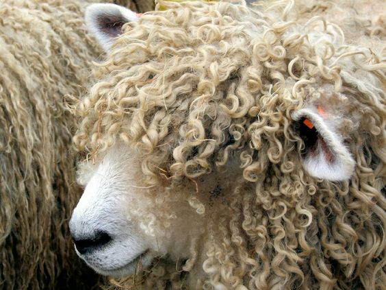 Lincoln Longwool, naturally coiled wool and probably listens to reggae music