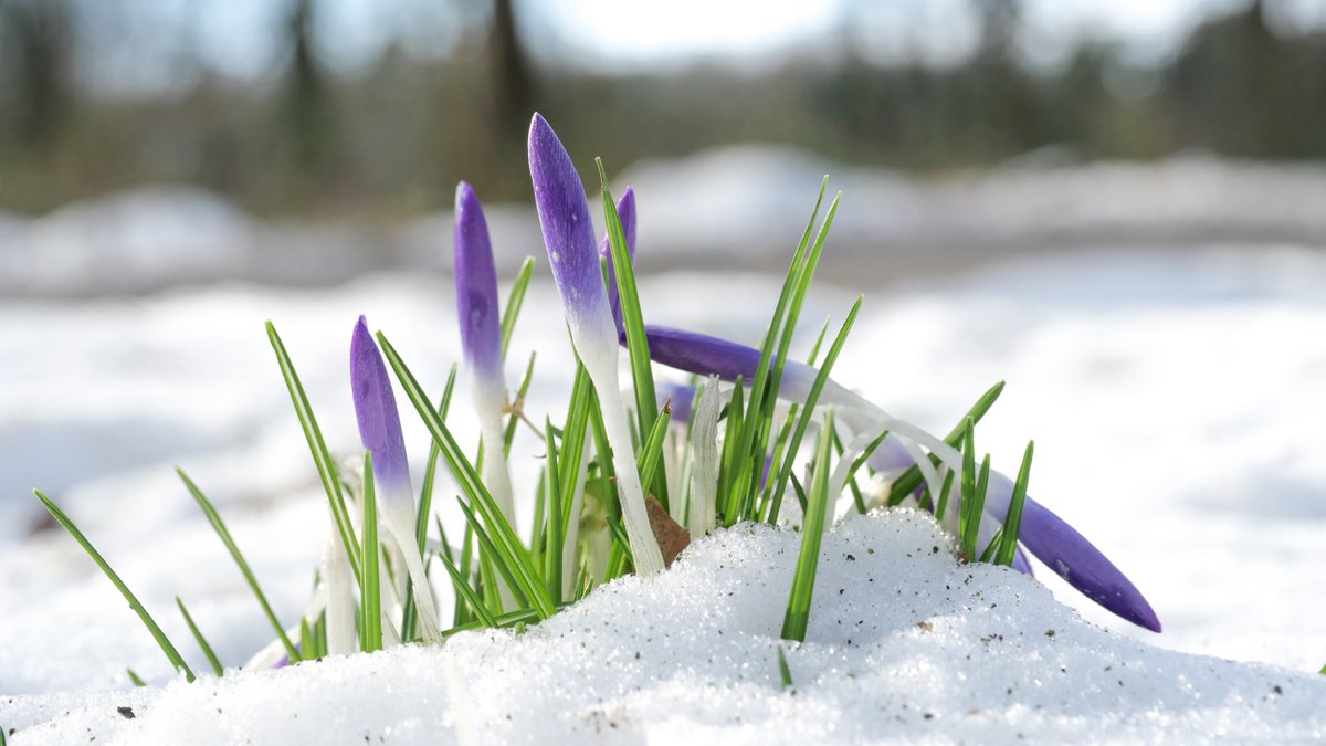Het lijkt erop dat we van diepvrieskou een vrij snelle overgang gaan maken naar aangenaam lenteweer! weer.nl/nieuws/2021/va…

foto: Jos Hebben