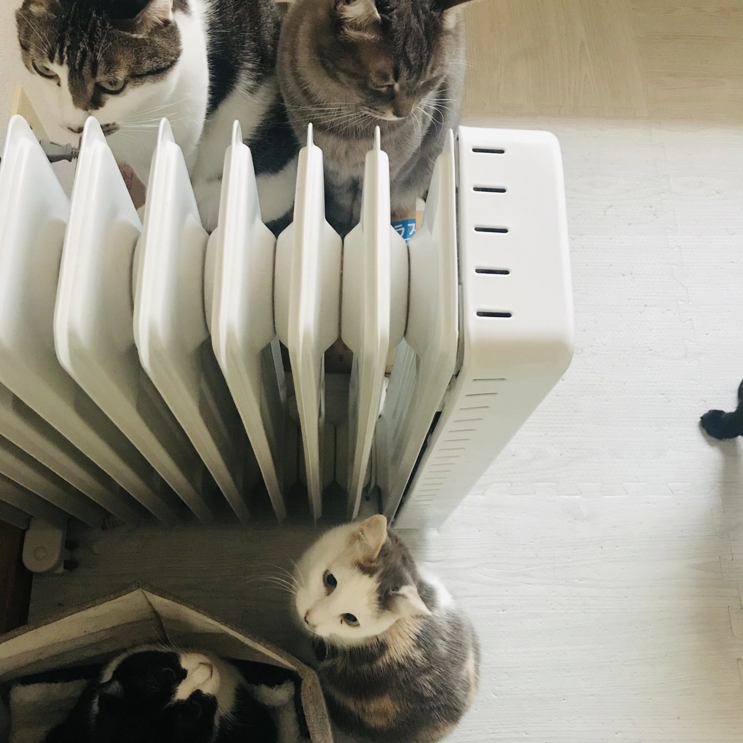 にじねこ舎 オイルヒーターに ぞくぞくと集まるねこ家族 ねこ T Co 0zcihjbttq Twitter