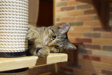 モフモフな動物たちに癒される 吉祥寺の動物カフェ Pathee パシー