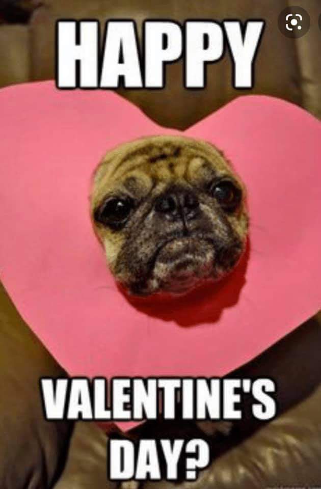 It's love day! And that includes the love we have for our fur friends. We're so lucky to have them! Happy #ValentinesDay !