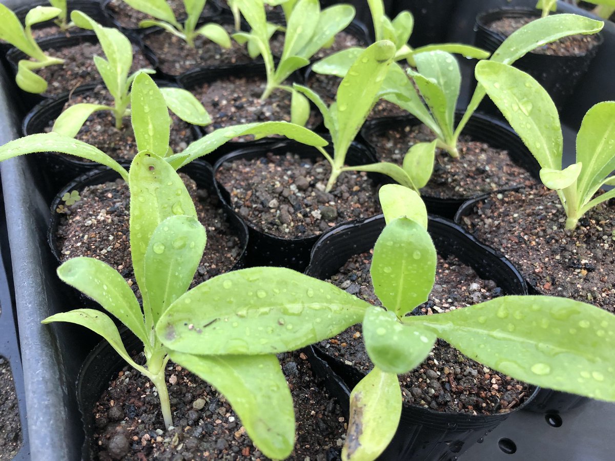 ｏａｔアグリオ株式会社 キンセンカ 播種28日目 徐々に大きくなってきたので 少し大きなポットに植え替えました 適切な タイミングで植え替えをすると早く大きくなるかも 肥料入り培土を使っているので 肥料は与えていません キンセンカ 花