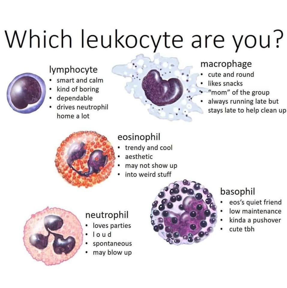🤔 Which leukocyte are you?