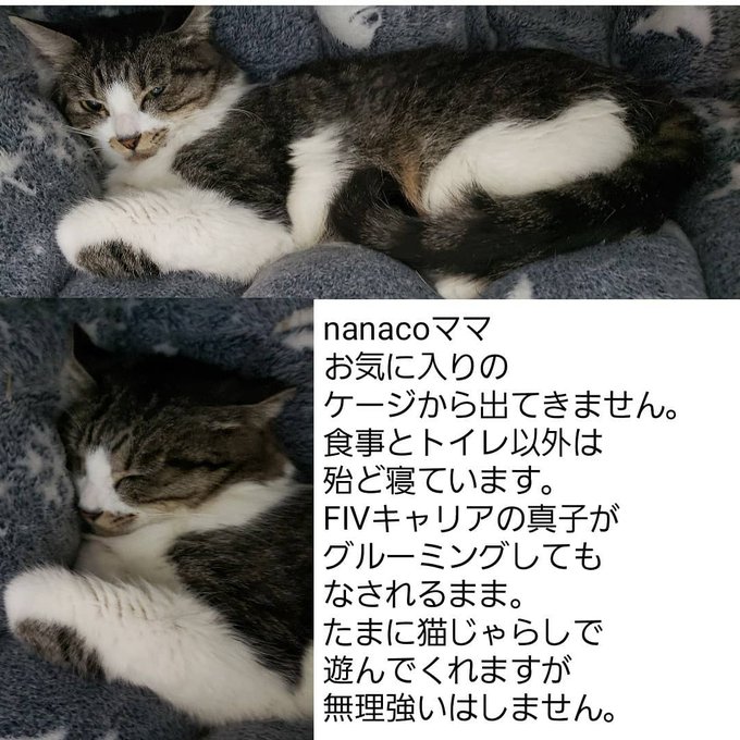 Nanacoのtwitterイラスト検索結果