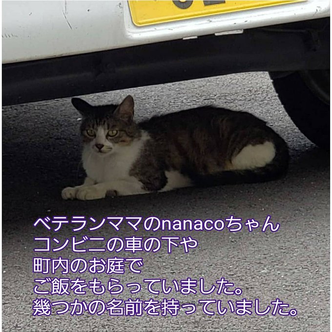 Nanacoのtwitterイラスト検索結果