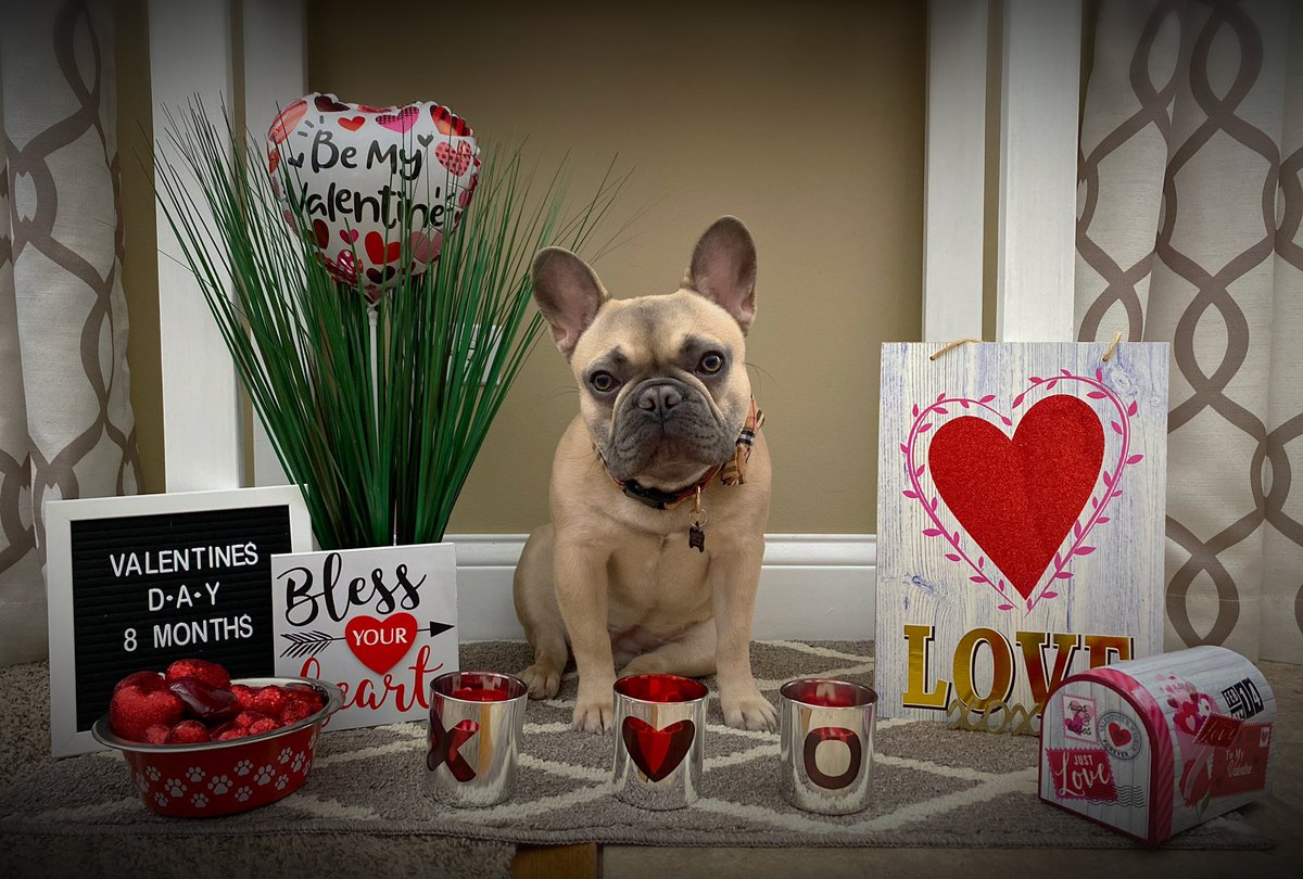 NSmith12208's tweet photo. Happy Valentine’s Day from the Smith family, and our Millie Jae, of course ❤️🧡💛💚💙💗💜 #ValentinesDay #2021 #inthehousebored 
(My kids didn’t get out of their pj’s today, so they’d never allow me to post their Valentine pics 😆) https://t.co/h5xPWGaNVD