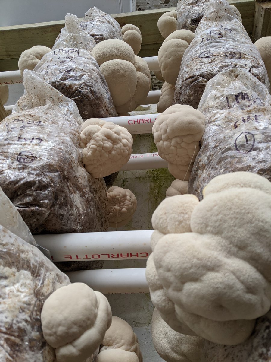 Looking for a new BFF (Big Furry Fungi)? Visit Mycophile's Garden at the Winter Farmer's Market for fresh mushrooms Saturdays from 9:00am – 2:00pm! #ThisIsMuskegon