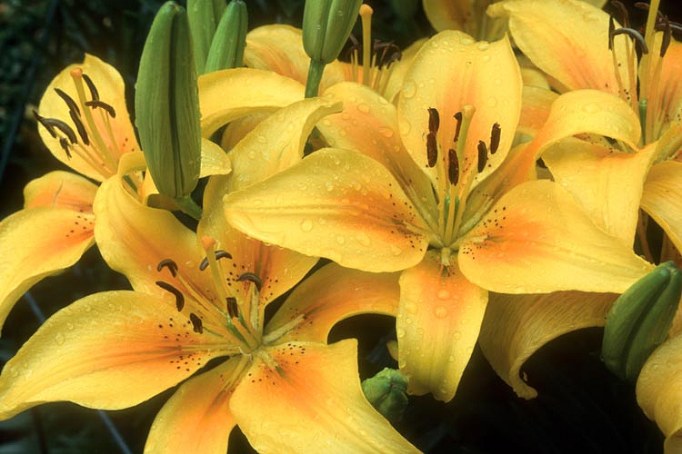 17. Five minutes before Meryl Dunsmore's funeral began, a final gift arrived: a basket of yellow and green flowers accompanied by a card, one last message from the secret admirer who had wooed her over all those years.The message read simply: "Rest in peace, my Valentine."