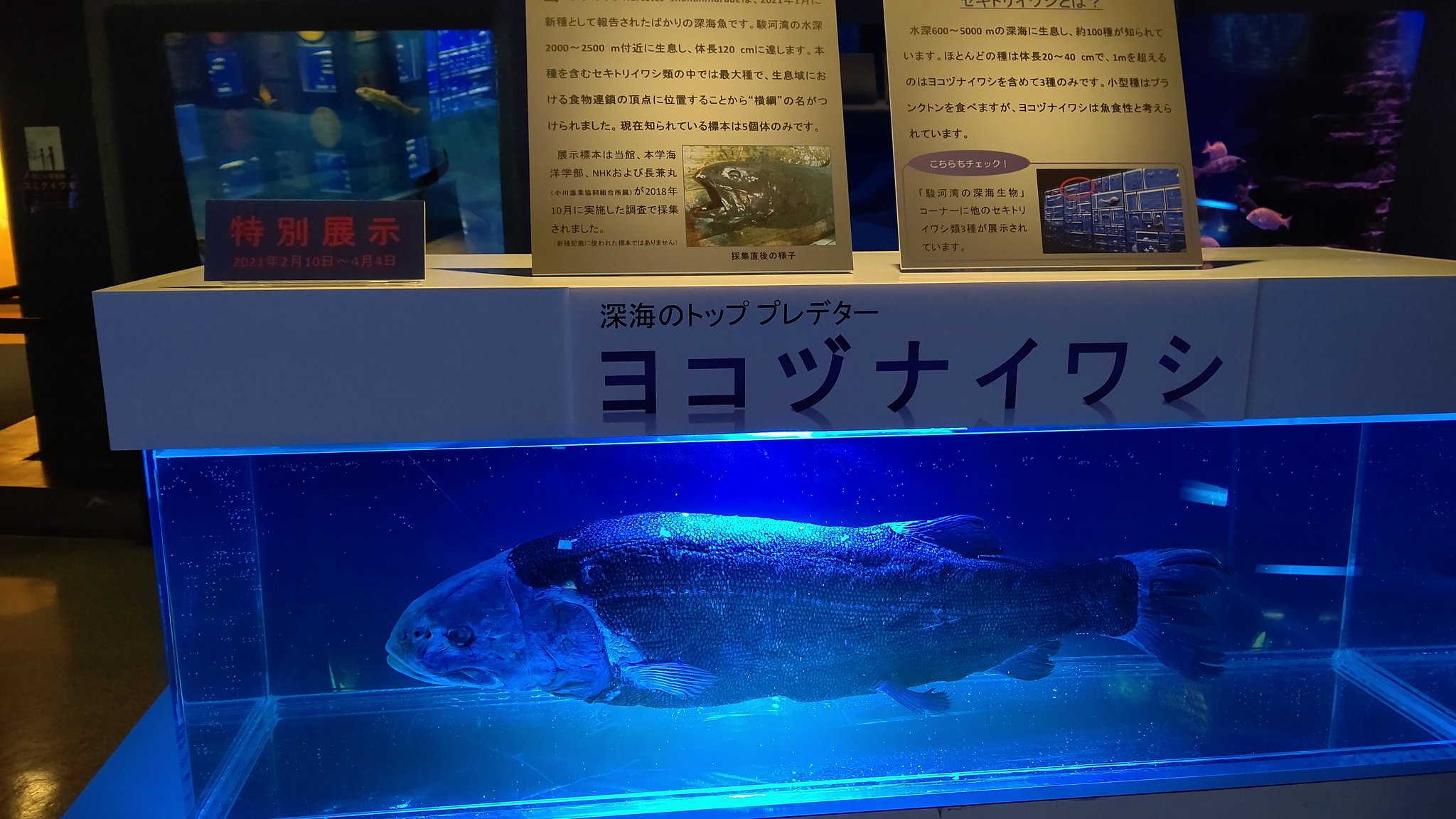 تويتر 狐楽 على تويتر ヨコヅナイワシな特別展示があった ちょうど良い時にきたね 東海大学海洋科学博物館 T Co Ymzjxhegxp