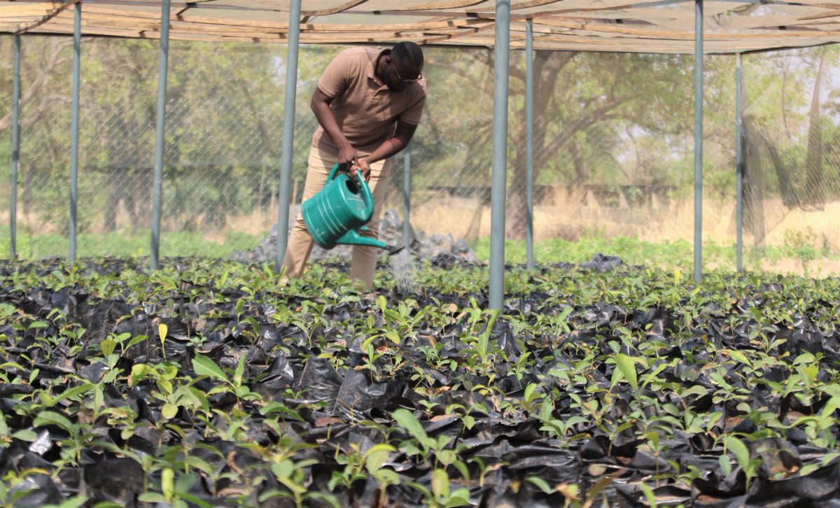 Planting 150,000 trees seedlings? What better way to show 💚💚💚for our🌎🌍🌍 - protecting people & #biodiversity: sgp.undp.org/resources-155/…

#ClimateAction #BeatAirPollution