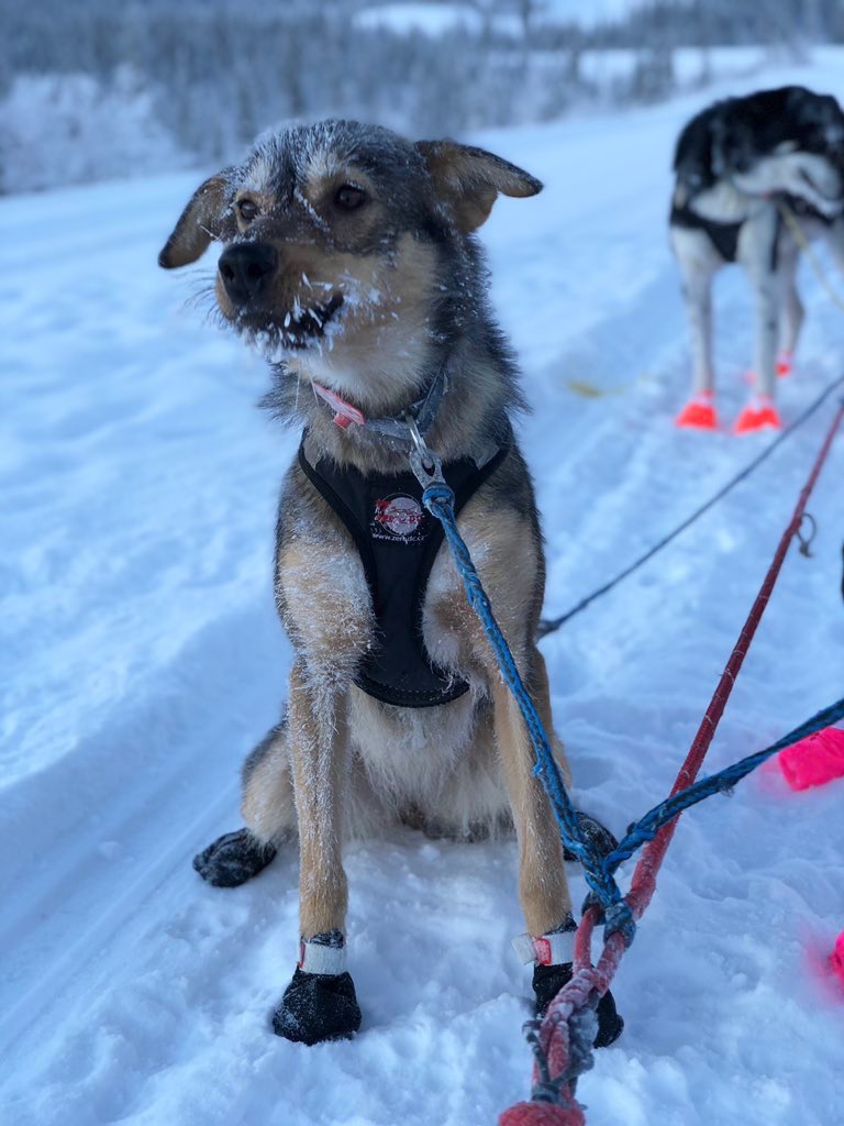 a brown sled dog with frosty whiskers