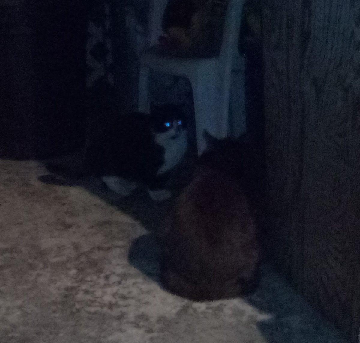 🥺 What m I gonna do about these 3 😿 10:30 at night n they r outside, hungry. I fed them but that's not enough. I don't know where to put them 🥺